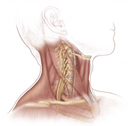 AnterolateralNeck960