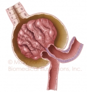 glomerulus-copyright