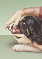 Dental-exam-copyright
