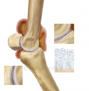Equine-fetlock-oa-copyright-merial