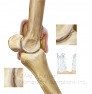 Equine-fetlock-oa4-copyright