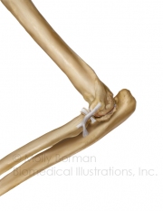 Feline-elbow-copyright