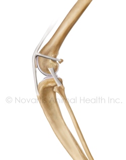 Feline-stifle-copyright-novartis
