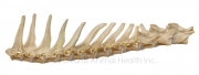 Feline-thoracic-copyright-novartis