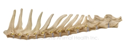 Feline-thoracic-copyright-novartis
