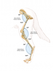 ROM-Hindlimb_sb