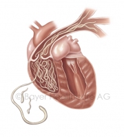 heartworm-copyright